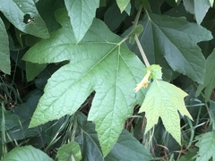 Platanus racemosa