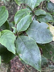 Coprosma tenuifolia