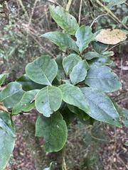 Coprosma tenuifolia