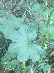 Malva parviflora