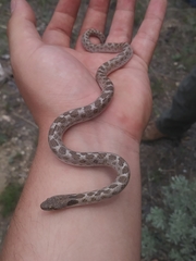 Hypsiglena ochrorhynchus