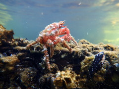 Schizophrys rufescens