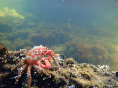 Schizophrys rufescens