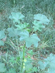 Malva parviflora