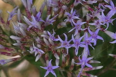 Critoniopsis