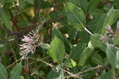 Critoniopsis