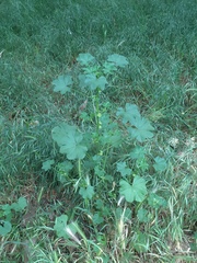 Malva parviflora