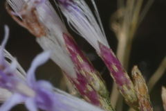 Critoniopsis
