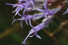 Critoniopsis