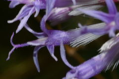 Critoniopsis