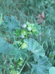 Malva parviflora