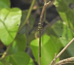 Micromidia atrifrons