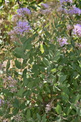 Critoniopsis