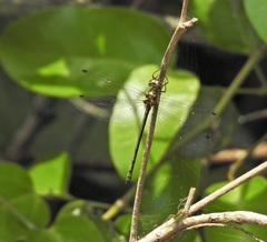 Micromidia atrifrons