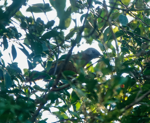 Assam Laughingthrush illustration