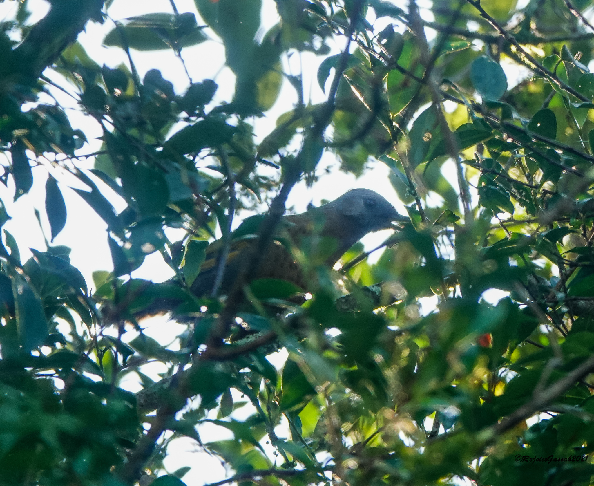 Assam Laughingthrush illustration