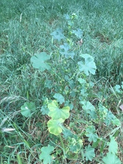 Malva parviflora