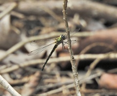 Micromidia atrifrons