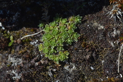 Veronica ciliolata ciliolata