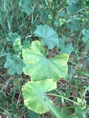 Malva parviflora