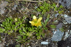 Ranunculus sericophyllus
