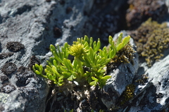 Ranunculus sericophyllus