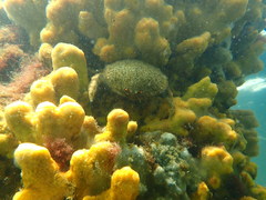 Austrodromidia octodentata