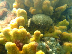 Austrodromidia octodentata