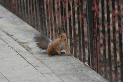 Sciurus vulgaris