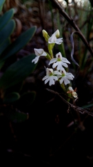 Cynorkis jumelleana