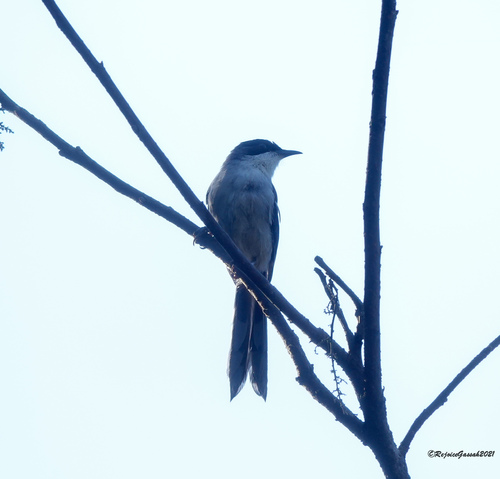 Grey Sibia (Heterophasia gracilis), photo 5