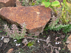 Orbea carnosa keithii