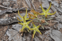 Orbea rogersii
