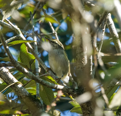 Phylloscopus chloronotus