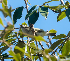 Phylloscopus chloronotus