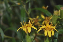 Trixis angustifolia