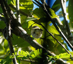 Phylloscopus chloronotus
