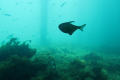 Pempheris klunzingeri