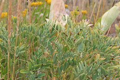 Hedysarum boreale boreale