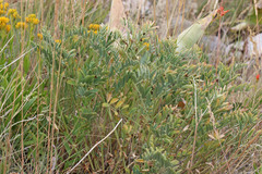 Hedysarum boreale boreale