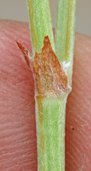 Hedysarum boreale boreale