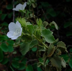 Pavonia dentata