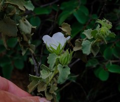 Pavonia dentata