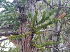 Athrotaxis selaginoides