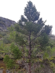 Athrotaxis selaginoides