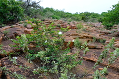 Pavonia dentata