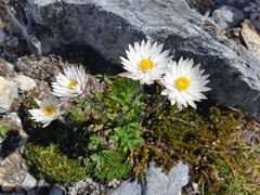 Xerochrysum milliganii