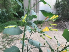 Nicotiana glauca