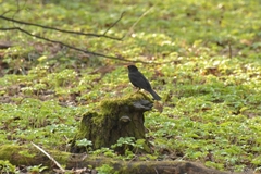Turdus merula