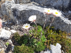 Xerochrysum milliganii